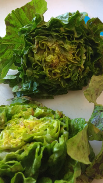 Blog posts Building a great salad -- Part 2: A roadmap for creating your own salads